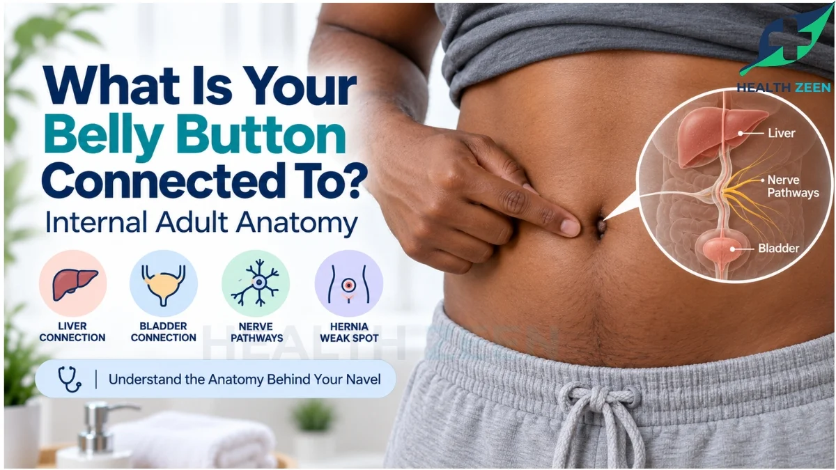 A visual representation answering What Is Your Belly Button Connected To, showing a man pointing at his stomach paired with a medical cross-section of the internal adult anatomy that links the umbilicus to the liver, bladder, and surrounding nerve pathways.