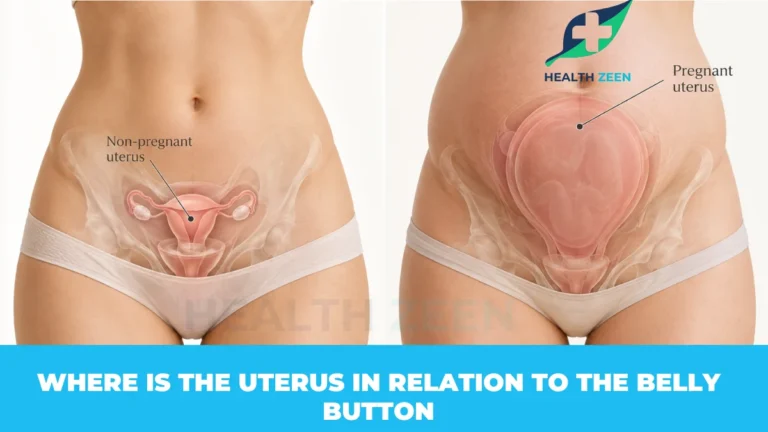 Teaser graphic asking Where Is the Uterus in Relation to the Belly Button? Prompts viewers to click to learn the anatomical facts for non-pregnant women, the exact pregnancy expansion timeline, postpartum shrinking facts, and what medical conditions cause an enlarged uterus.